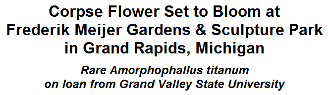 Corpse Flower Set to Bloom at Frederik Meijer Gardens & Sculpture Park in Grand Rapids, Michigan