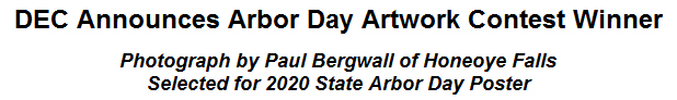 DEC Announces Arbor Day Artwork Contest Winner