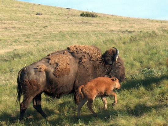 Interior Department Strengthens Conservation of American Bison Through New Agreement with Canada and Mexico